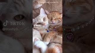 😺 Funny &amp; Cute Animal Videos Compilaton Of The 2026 🤣