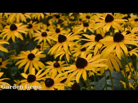 Video: Black Eyed Susan Flower: padomi melnacainu suzanu audzēšanai