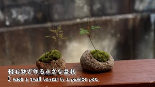 No.006【盆栽】黒松 — 桜島軽石鉢 楽天市場】【盆栽鉢】 桜島産 付け石