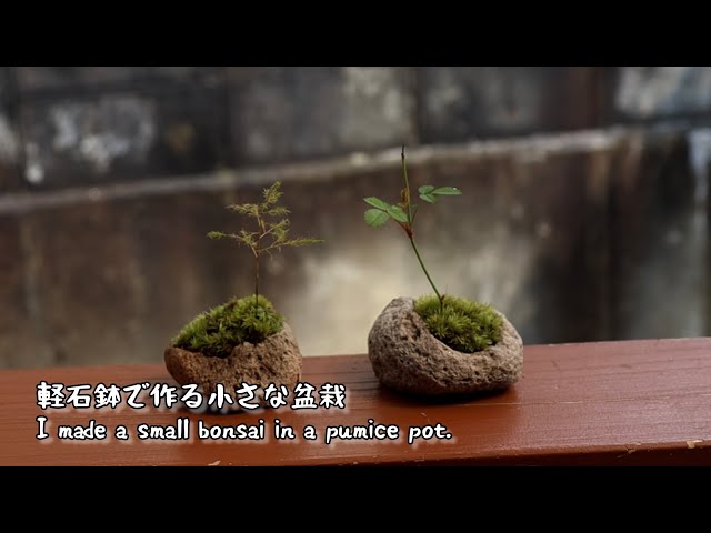 軽石鉢を使って小さな盆栽を作りました I made a small bonsai in a