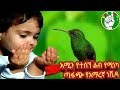 አሚን አላሁም አሚን ደስ የሚል ነሽዳ