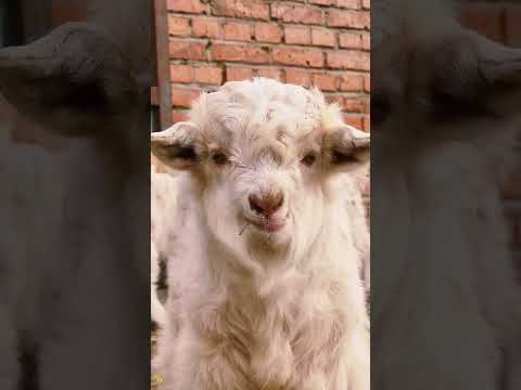 Close Up Of The Cutest Sheep Face Ever Cutefarmanimal Animals Cute