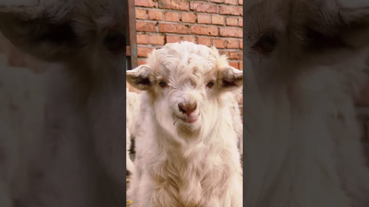 Close Up of the Cutest Sheep Face Ever 🐑😍 