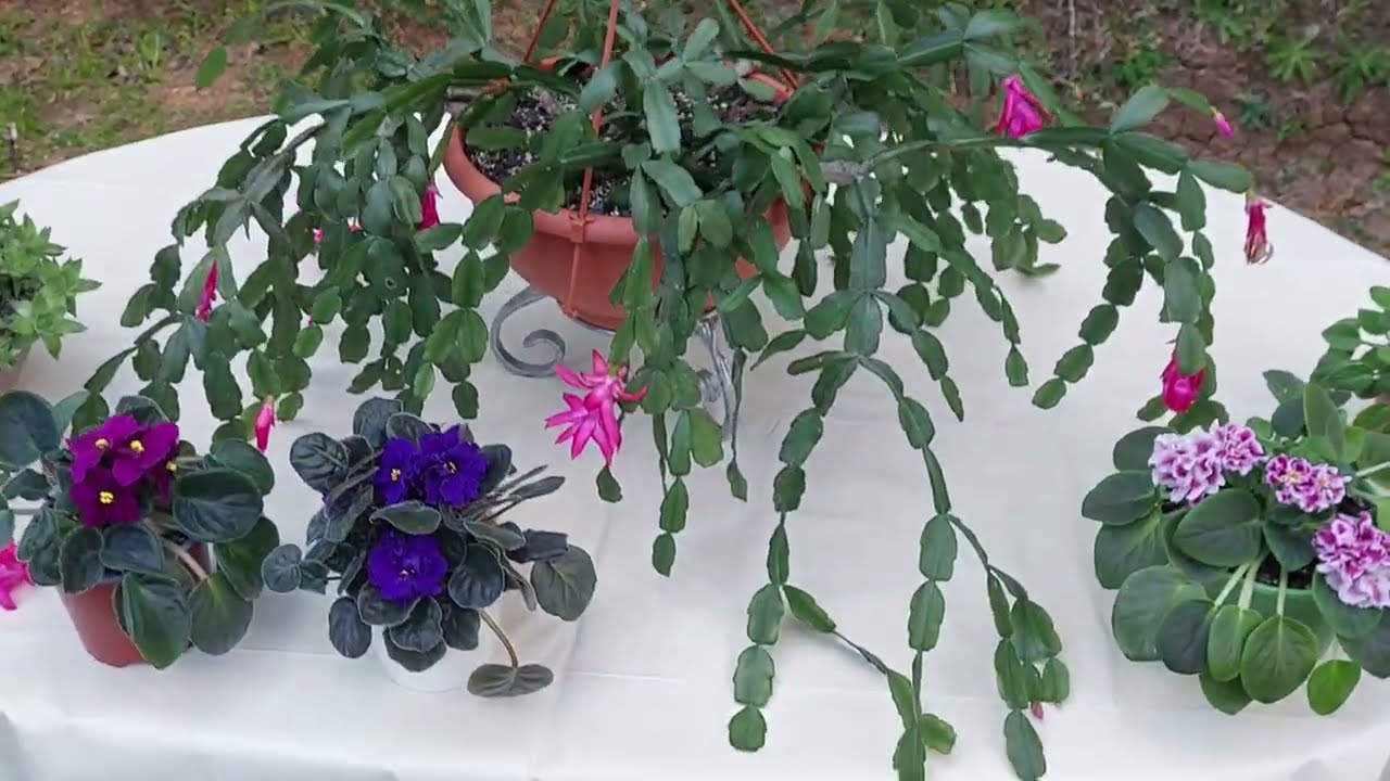 Alimentando mis plantas con humus de lombriz 🪱🌷👌🌺🪷 violetas africanas, suculentas...