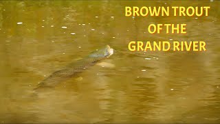 : Fishing the Famed Grand River for Big Brown Trout