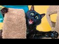 ПРИКОЛЫ С ЖИВОТНЫМИ ДО СЛЕЗ / Смешные КОТЫ 2021 / Приколы с КОТАМИ / Funny ANIMALS video #80