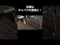 【クイズ】何をしているでしょう? #マイナビ農業 #キャベツ農家 #農業 #shorts