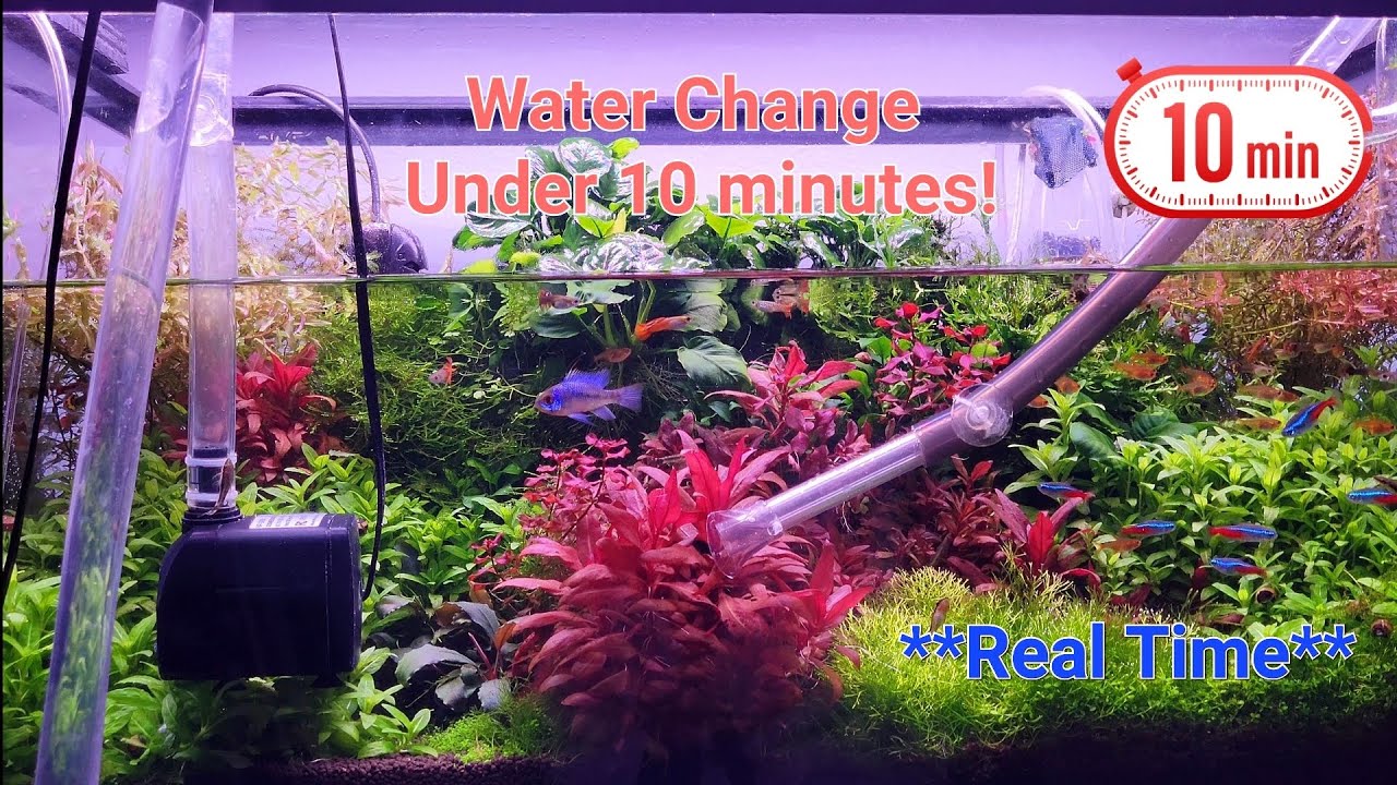 Aquascape Water Change Under 10 Minutes! YouTube
