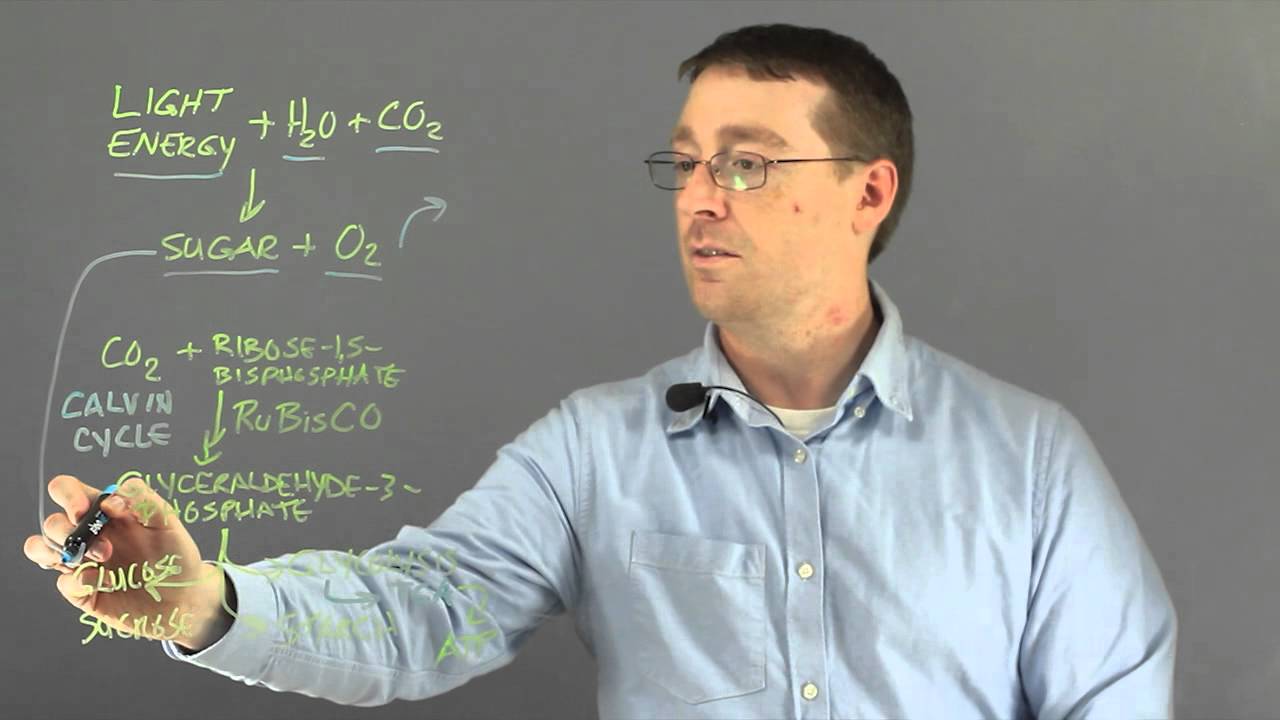 How Is Energy Stored During Photosynthesis?