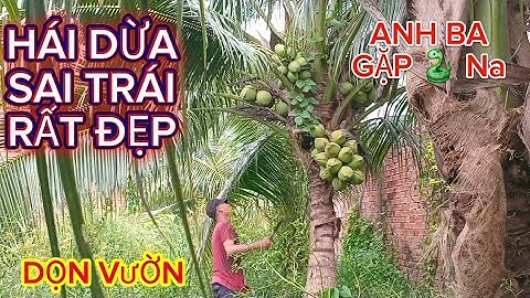 Nay hái dừa xiêm xanh đẹp về sớm dọn vườn anh ba gặp hàng nóng 🐍bé na #quocduavlog 
