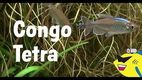 Congo Tetra Care: How To Keep Congo Tetras