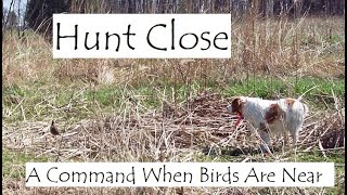 Easy, NoStress Method To Teach Bird Dogs To Hunt Close
