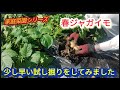 【春ジャガイモ試し掘り】毎年肥大で中が空洞、少し早い試し掘りをして育ち具合の確認【家庭菜園シリーズ】