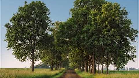 True happiness is in tawheed Umar quinn