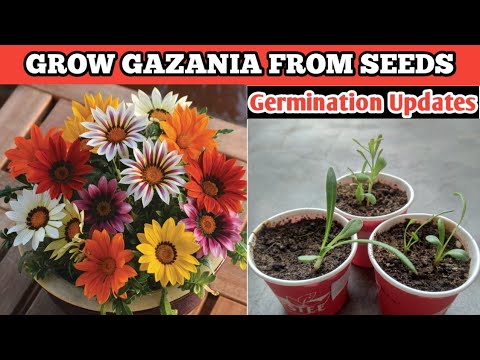 Video: Gazania Me Një Lule