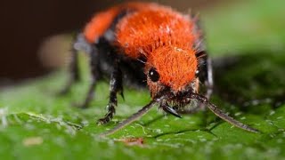 My Velvet Ant, “Delta Dawn” ((Mutillidae))