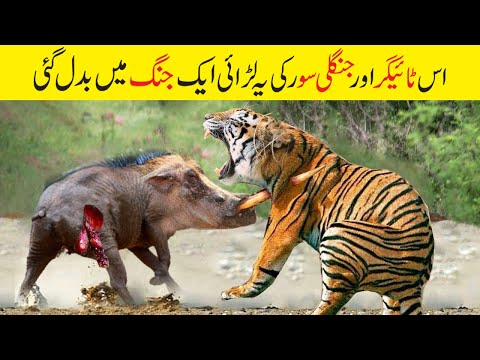 جنگلی سور اور ٹائیگر دو خطرناک درندوں کی خونی جنگ | Warthog Vs Tiger Brutal Fight