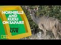 Animal Behavior and Observation Insights