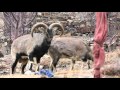 Blue Sheeps in Spiti Valley,India