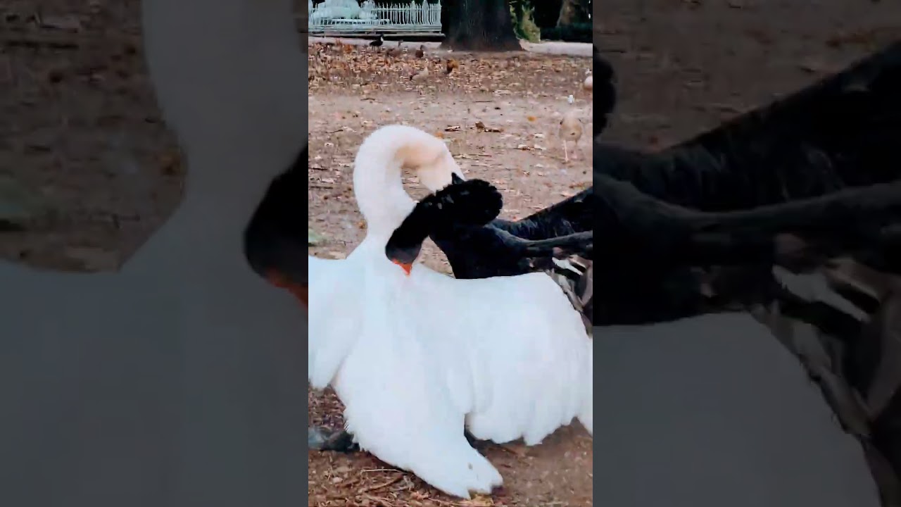 🦢 swan fight 2025 🦢 black vs white 🦢 in 4K / UHD by ani male 🦢  #swan #swansound #animalextra