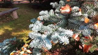 Abies procera 'Argentea' jedle vznešená syn. stříbrná