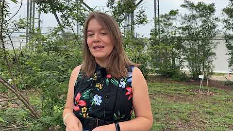 The Tasty Two - Pigeon Pea