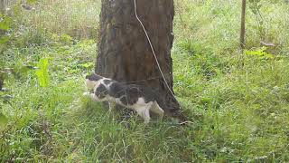 охота кота на кошку охота кота на кошку