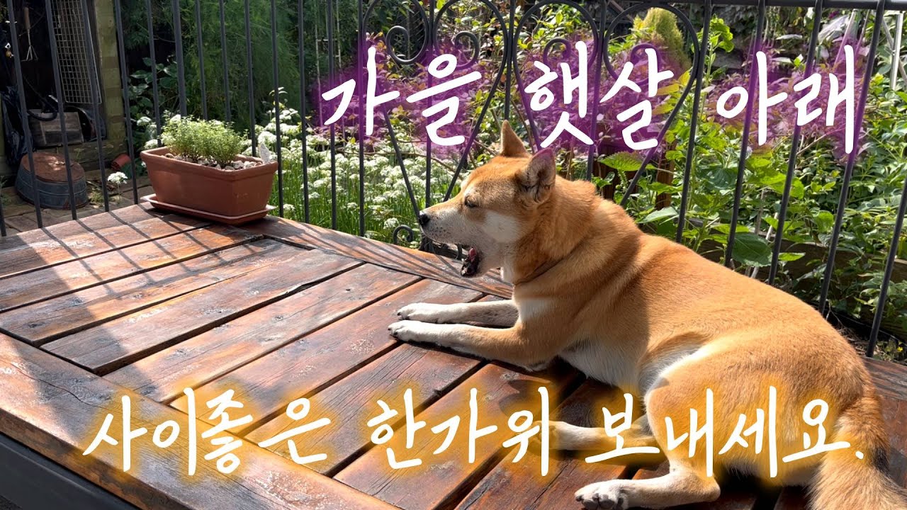 Эпизод 202: Насладитесь восхитительным Чусоком под осенним солнцем. | Осенний сад | Садоводство |...