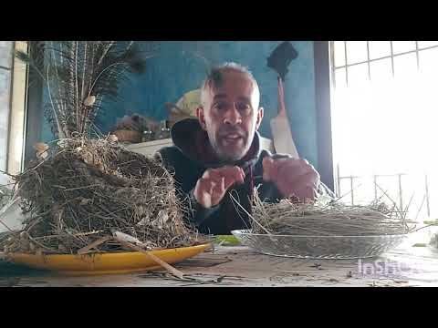 عش الحمام فك سحر تتقاف تعطيل الزواج