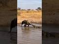 Elephant saves calf from crocodile! 🐘🐊코끼리 새끼를 악어에서 구하다! 🐘🐊ゾウがワニから子を救う!🐘🐊 感動の瞬間必見 今すぐ見る 最高の救出 ドラマ 映像!