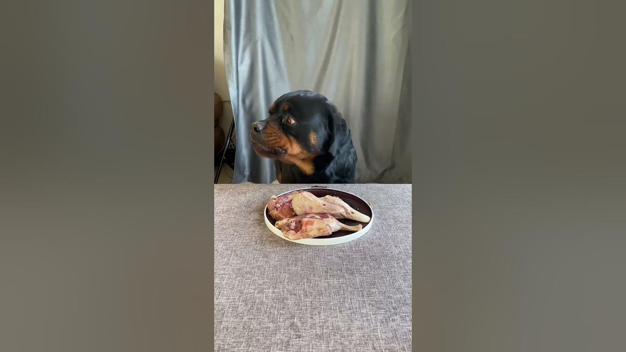 nowadays-dogs-eat-human-food-but-humans-still-don-t-eat-dog-food