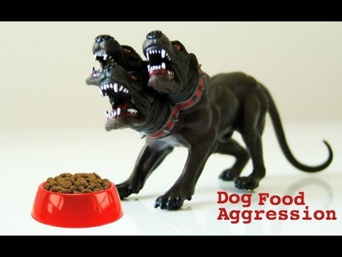 วีดีโอ: 4 วิธีในการป้องกันการรุกรานของอาหารในสุนัขและ 7 วิธีในการกำจัดมัน