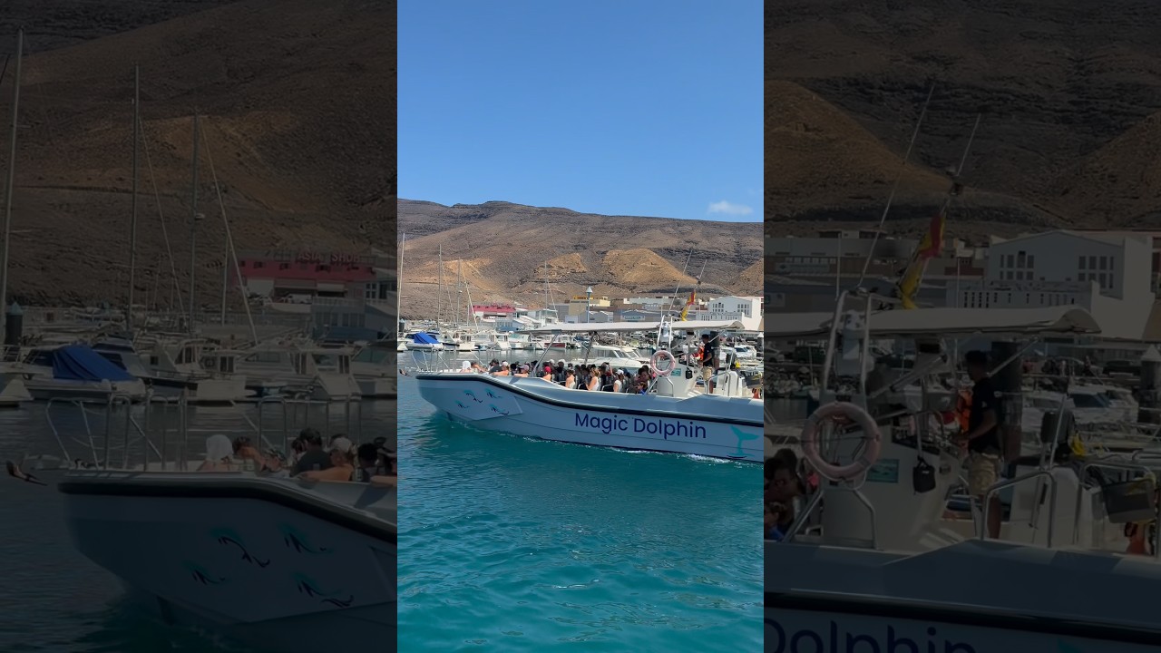 🚤🐬 DOLPHIN & WHALE WATCHING IN FUERTEVENTURA: MAGIC DOLPHIN SETS SAIL! 🌊 #boat #tour