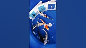 Cá chép Vảy rồng Nhật Bản của Suzusei tại Gin Koi Farm 0934539079