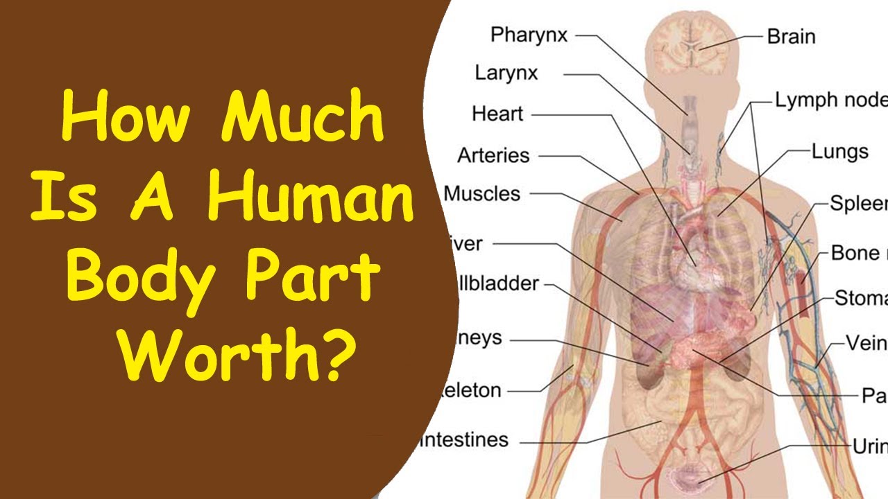 How Much Is A Human Body Part Worth 2022 / comparison YouTube