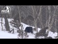 Kamchatka Bear 2014 trailer