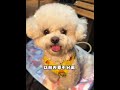 Puppy's Debut: A Heartwarming Adventure with Bichon Frise
