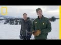 Tracking the Gray Wolf in Yellowstone | Explorer