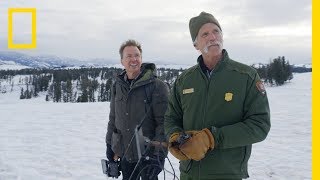 Tracking the Gray Wolf in Yellowstone | Explorer