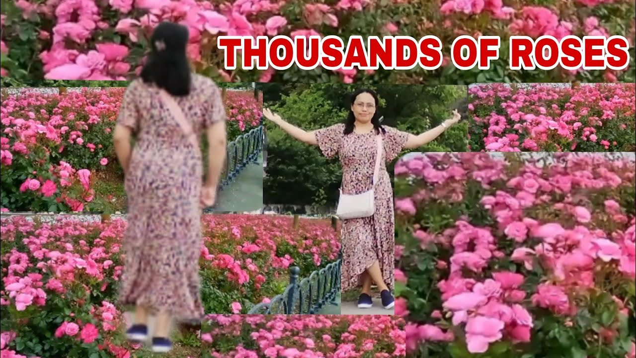 THOUSANDS OF ROSES AROUND THE SEASİDE / ROAMİNG AROUND THE BEAUTİFUL ...