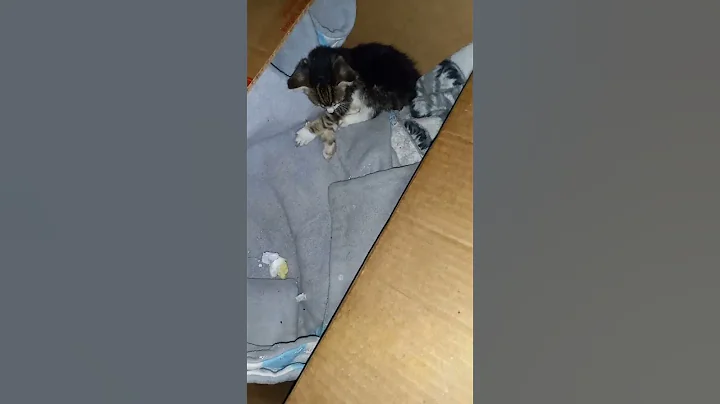 Kitty with broken front leg