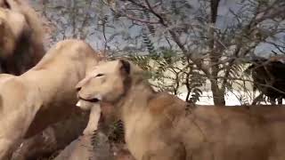 Wild animals in Texas #2024 #new #video #beauty #newvideo #usa #shortvideo #love #animals #shorts