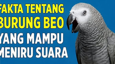 Fakta Tentang Burung Beo yang Mampu Meniru Suara #burung #kicaumania #kicaumaniaindonesia #lovebird