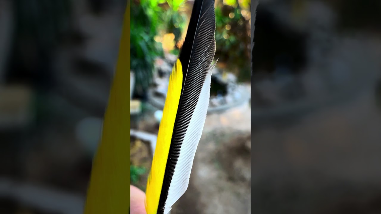 European Goldfinch | Aviary | Bird Aviary | Aviary Birds | Outdoor Aviary | Finch Aviary | 