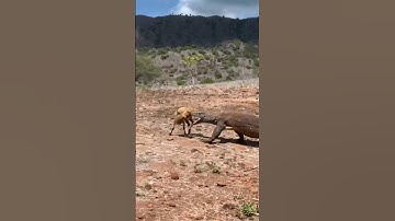 suddenly the Komodo dragon came at full speed 😱