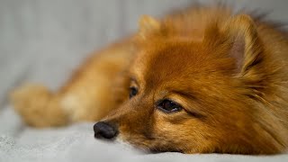 Pomeranian Relaxation Time Zen Mode On by Pomeranian USA 69 views 3 days ago 3 minutes, 51 seconds