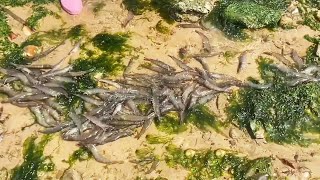 A lot of big shrimps were released from the drainage of the farm! And a huge nest of octopuses! by Beachcomber Zhang 8,665 views 8 days ago 10 minutes, 17 seconds