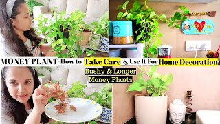 How to Take Care & Grow Bushy Money Plant At Home(In Hindi) | Home Decoration Ideas With Money Plant