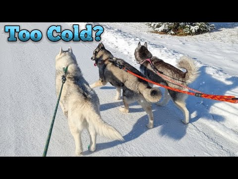 Is it Too Cold for Huskies? -3 Degree Walk! And Dog Sledding!