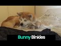 Bunny binkies cute and funny bunny compilation
